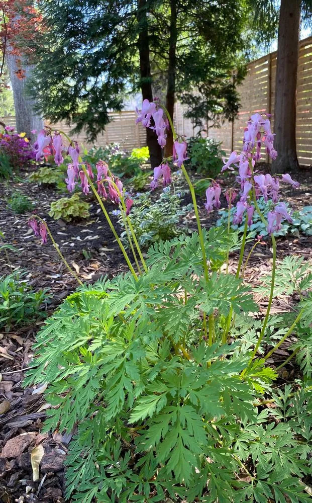 Professional garden landscaping in Alexandria, VA - MRGDMV