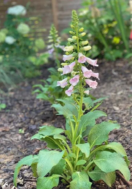 Local garden landscaping for year-round maintenance across Alexandria, VA - MRGDMV