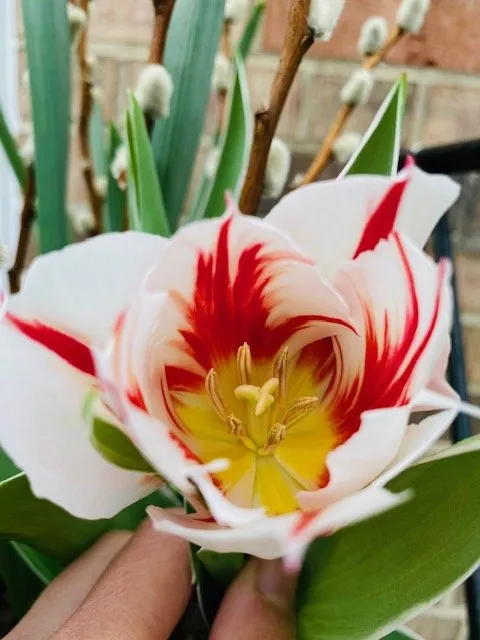 Top-rated landscape installation for year-round maintenance in Alexandria, VA by MRGDMV