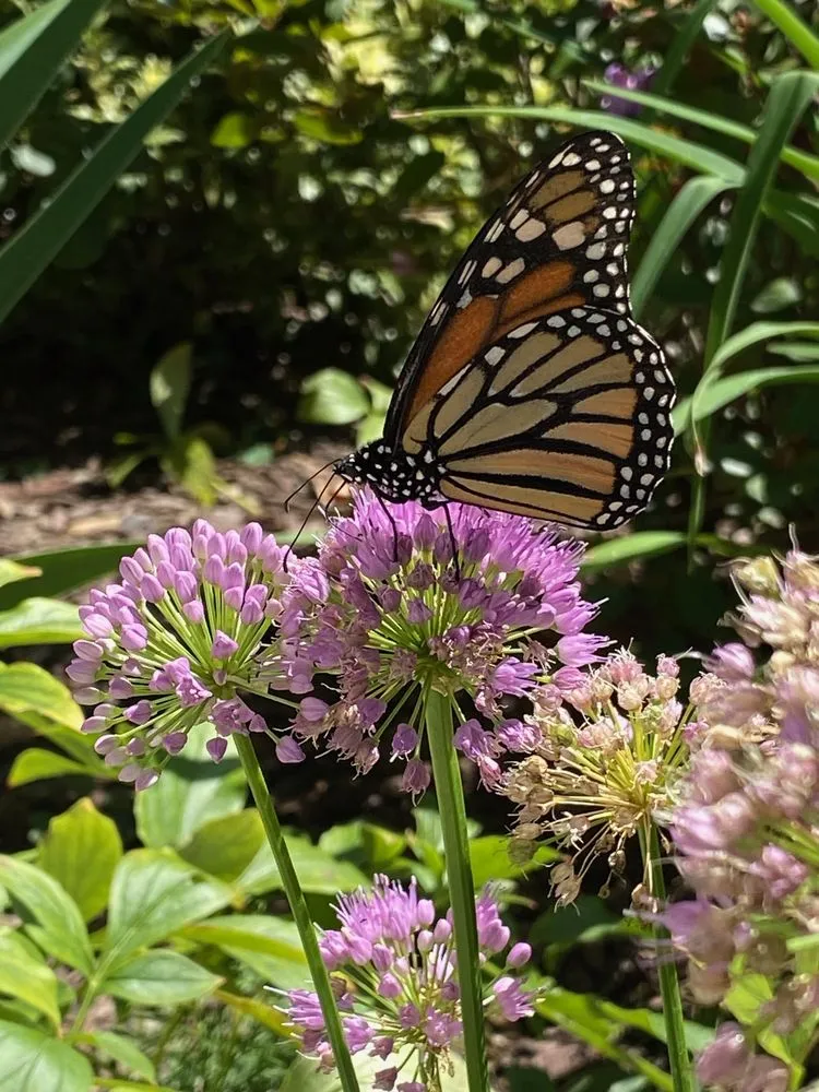 Trusted landscape installation in Alexandria, VA - MRGDMV