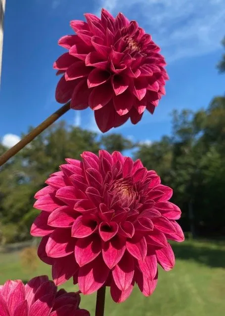 Professional outdoor landscaping for homes in Alexandria, VA by MRGDMV