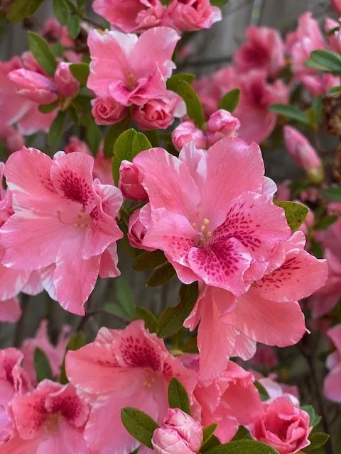 Local yard cleanup service near you in Alexandria, VA by MRGDMV