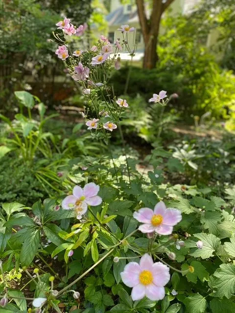 Custom yard maintenance in Alexandria, VA - MRGDMV