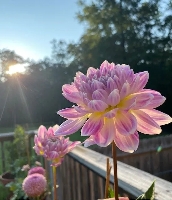 Reliable landscape installation in Alexandria, VA by MRGDMV