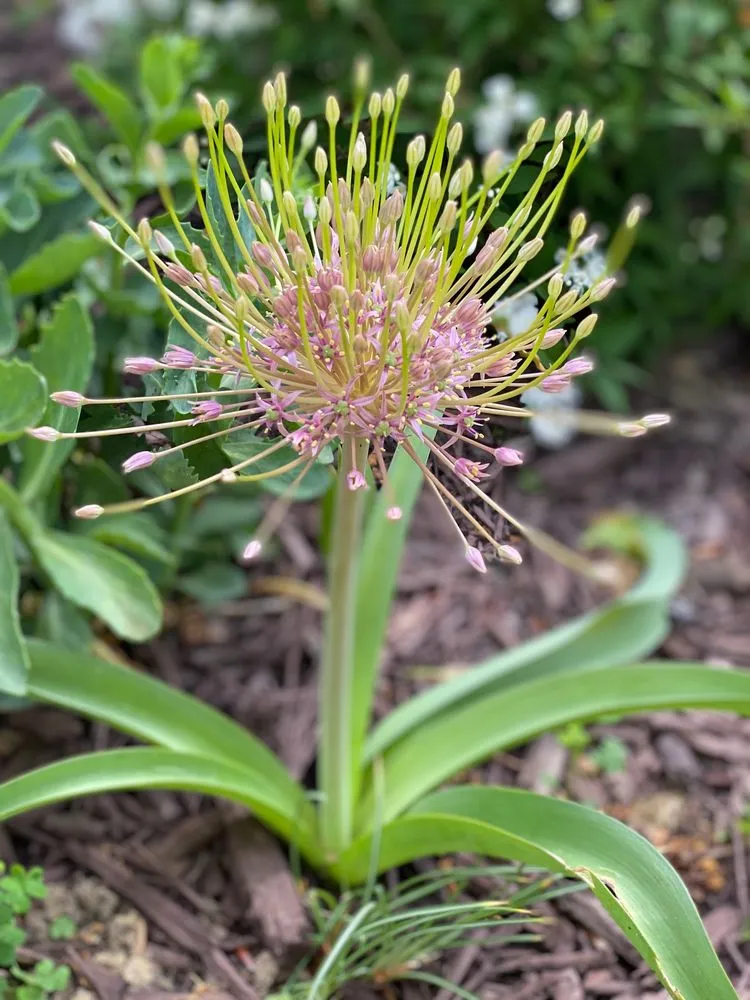 Reliable yard maintenance with custom design across Alexandria, VA - MRGDMV