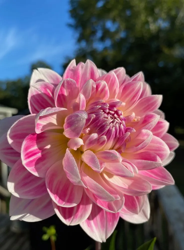 Top-rated yard maintenance in Alexandria, VA by MRGDMV