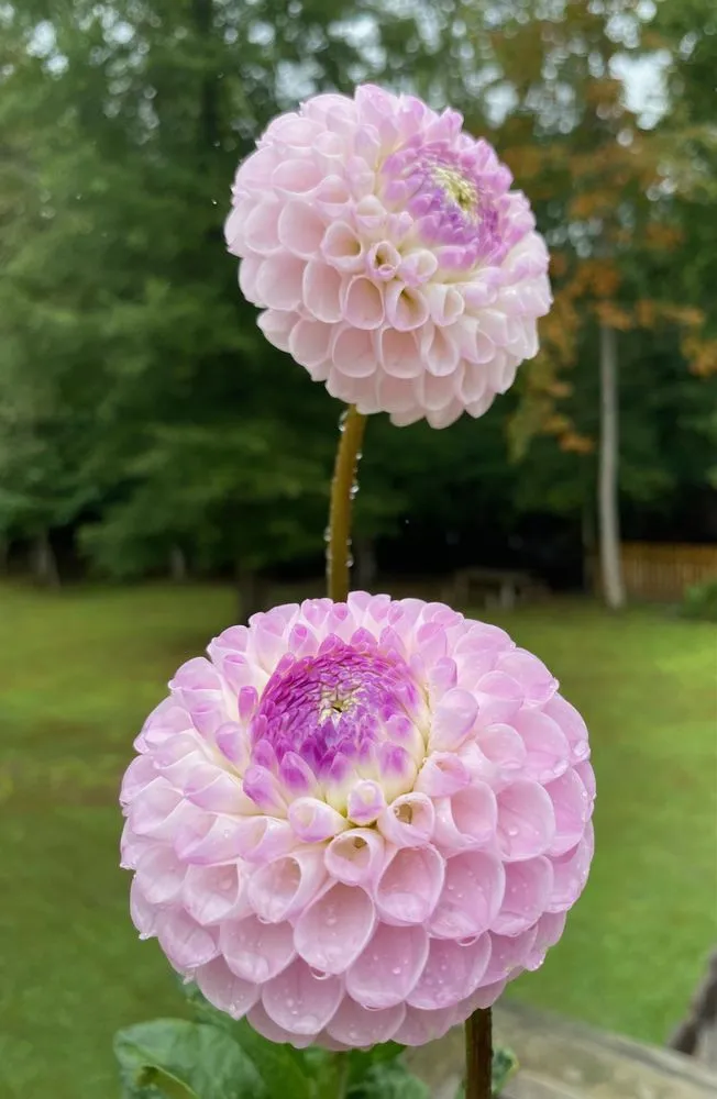 Reliable lawn mowing service near you across Alexandria, VA - MRGDMV