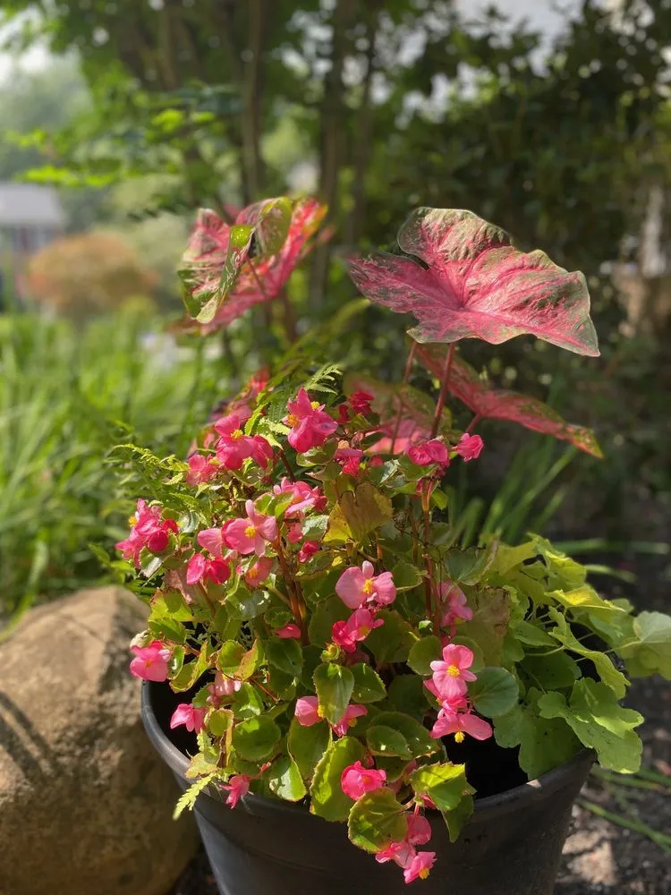 Trusted residential landscaping in Alexandria, VA - MRGDMV