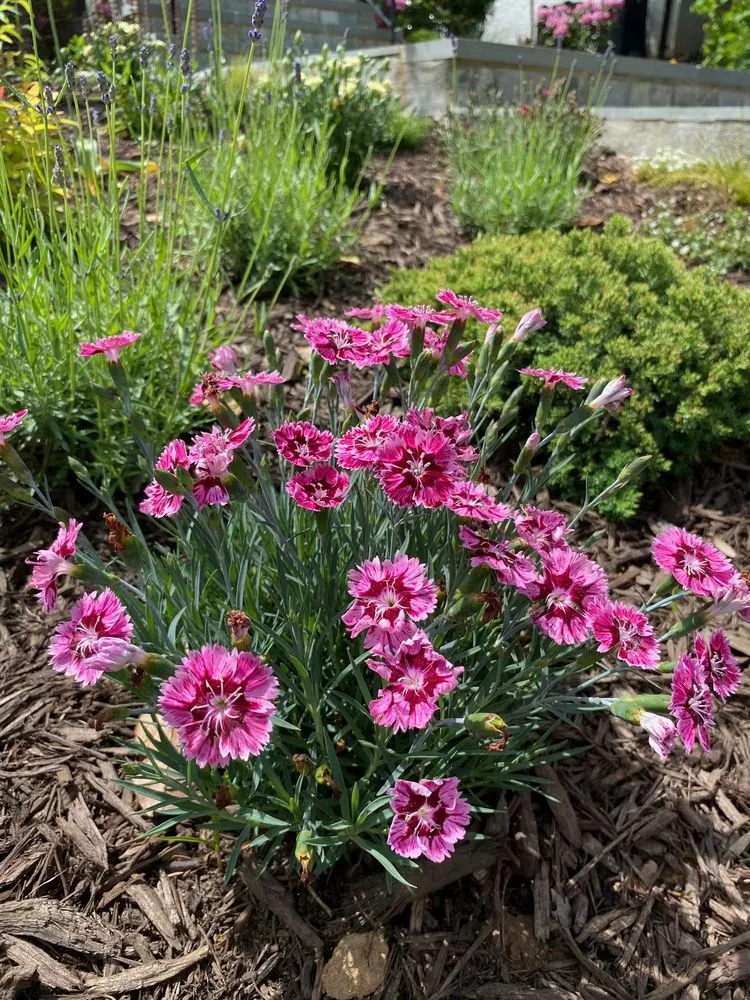 Trusted garden landscaping for beautiful yards in Alexandria, VA by MRGDMV