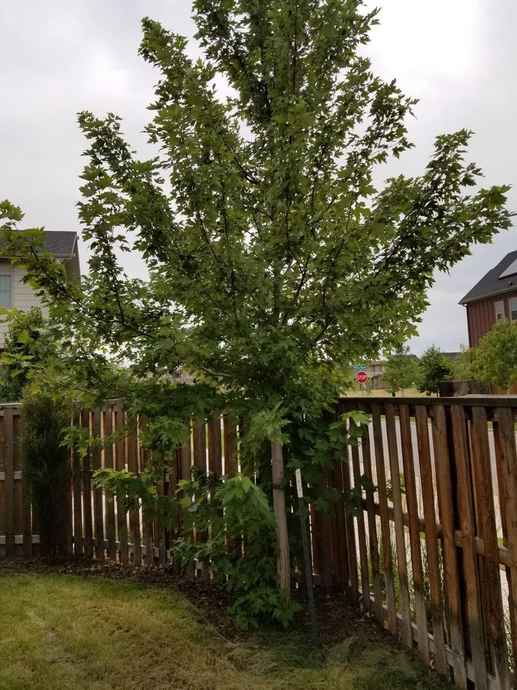 Trusted garden landscaping for residential properties across Denver, CO - Mr.Plow