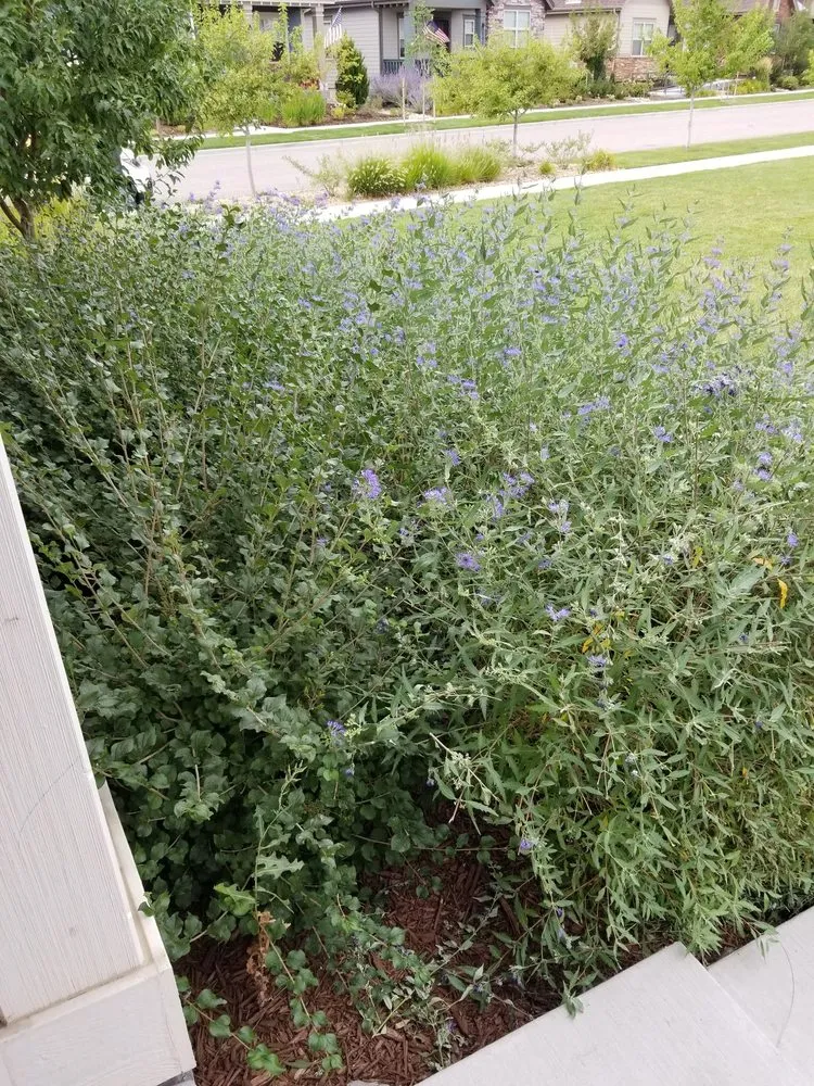 Expert garden landscaping in Denver, CO by Mr.Plow