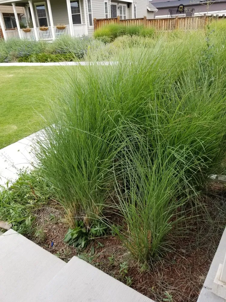 Trusted yard cleanup service in Denver, CO by Mr.Plow