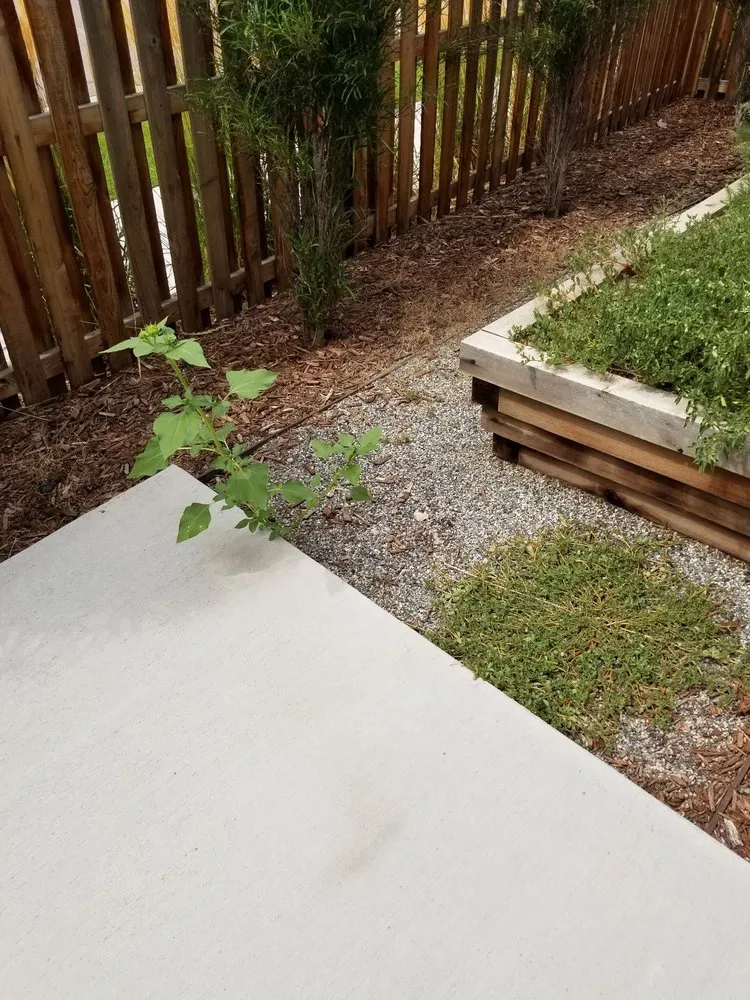 Professional lawn care service in Denver, CO by Mr.Plow