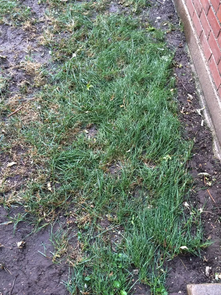 Trusted landscape design in Denver, CO by Mr.Plow