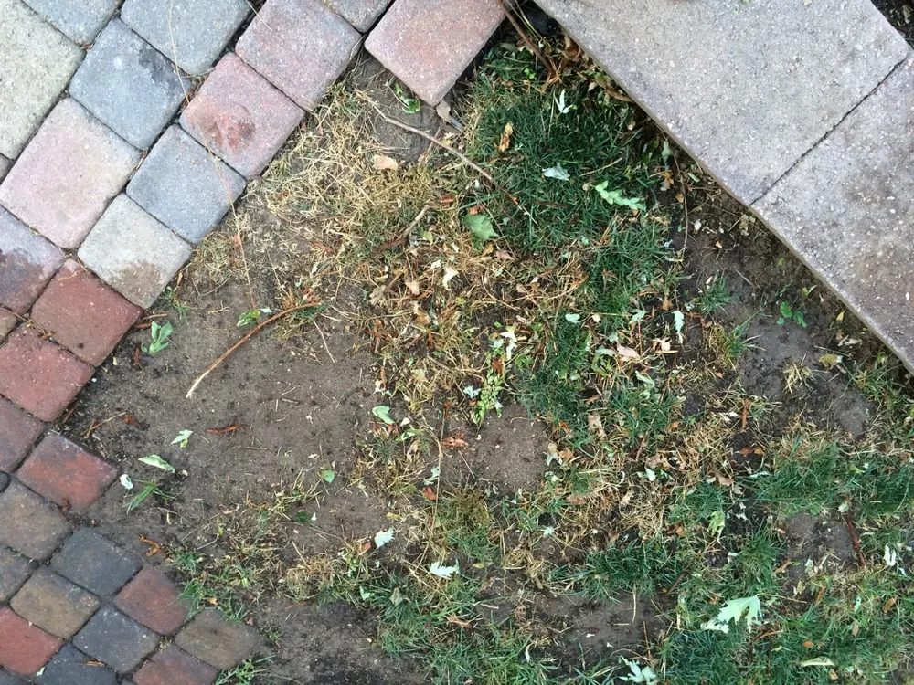 Custom lawn care service in Denver, CO by Mr.Plow