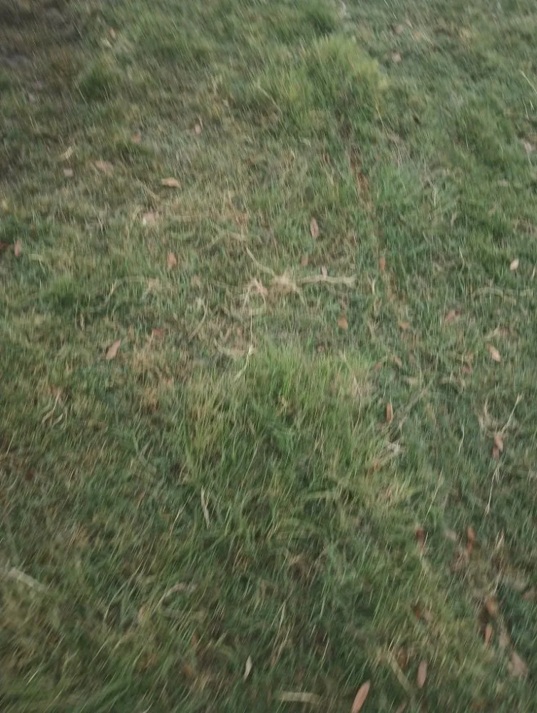 Professional residential landscaping in Georgetown, TX - Márquez Sprinkler System & Landscpaing & More