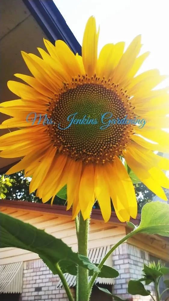 Professional garden landscaping near you in Fort Worth, TX by Mrs Jenkins Gardening