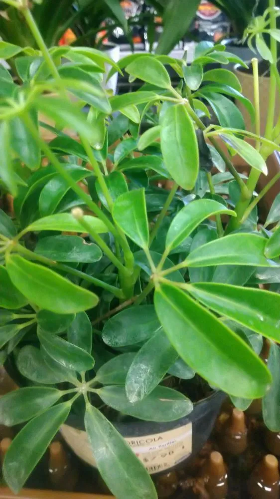 Reliable landscape design for beautiful yards in Fort Worth, TX by Mrs Jenkins Gardening