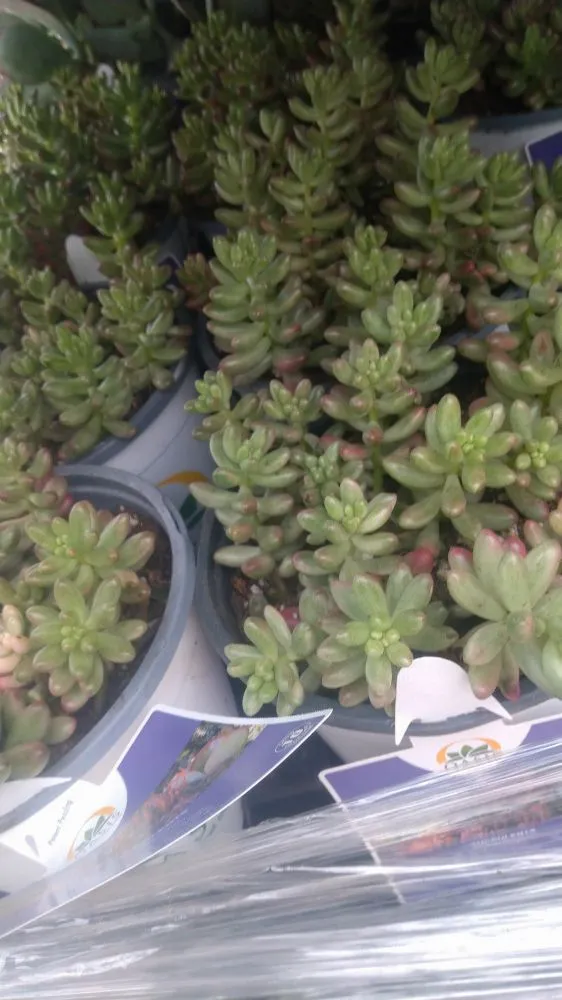 Top-rated landscape installation experts serving Fort Worth, TX - Mrs Jenkins Gardening