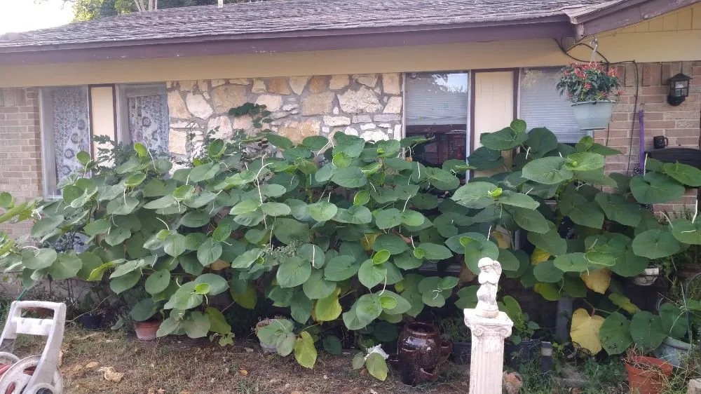 Custom garden landscaping in Fort Worth, TX - Mrs Jenkins Gardening