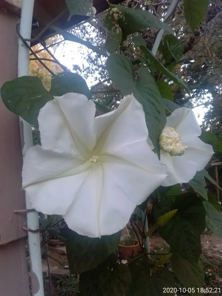 Professional garden landscaping in Fort Worth, TX by Mrs Jenkins Gardening