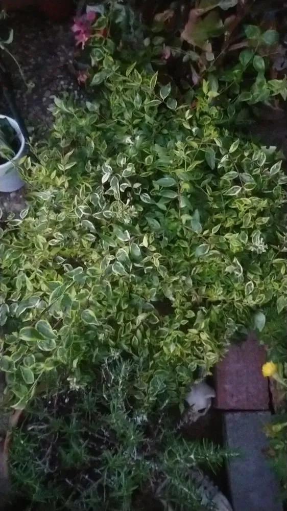 Professional yard maintenance near you in Fort Worth, TX by Mrs Jenkins Gardening