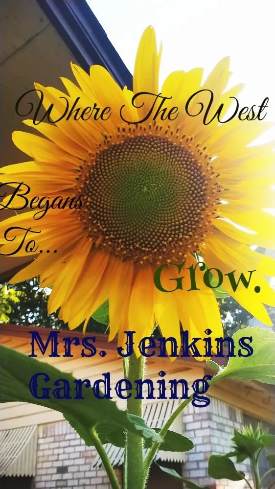 Professional outdoor landscaping in Fort Worth, TX - Mrs Jenkins Gardening