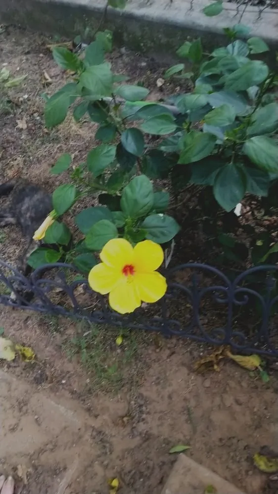 Expert yard cleanup service in Fort Worth, TX by Mrs Jenkins Gardening