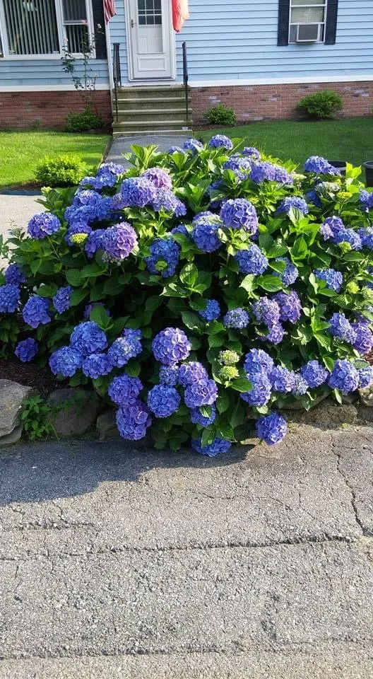 Local landscape installation in Fall River, MA by MRT Maintenance Landscaper