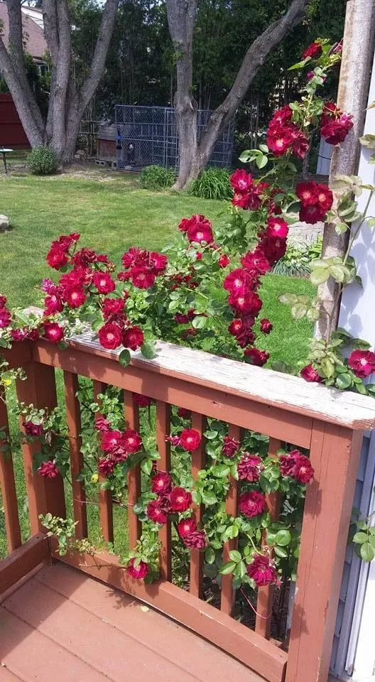 Affordable residential landscaping for homes in Fall River, MA by MRT Maintenance Landscaper