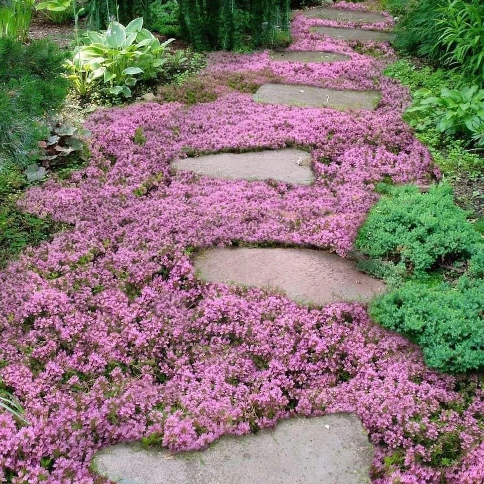 Professional yard maintenance in Lynnwood, WA - M&S Garden