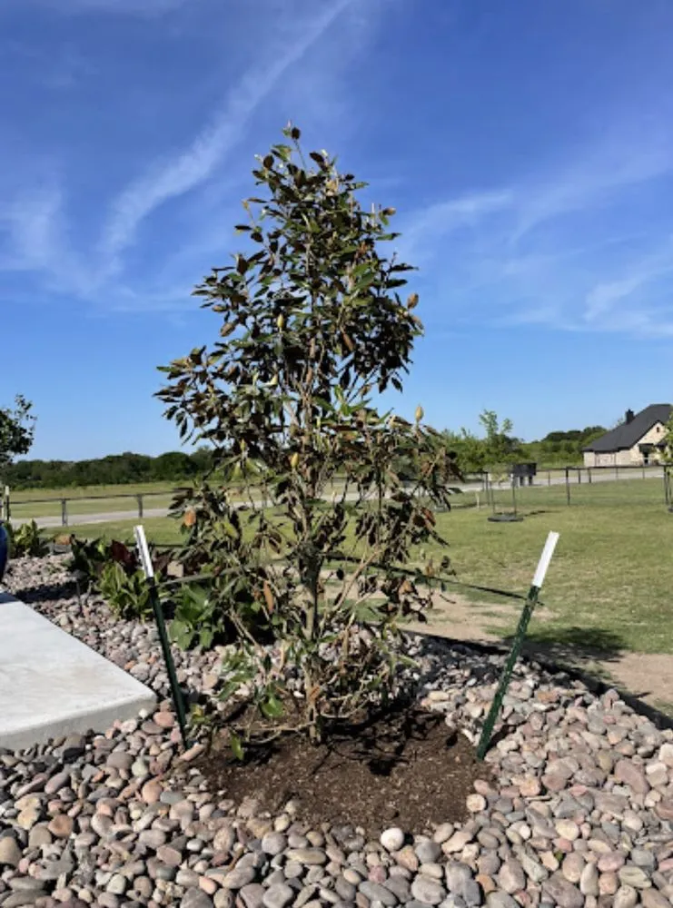 Professional yard maintenance in Joshua, TX - MS Landscaping & Irrigation