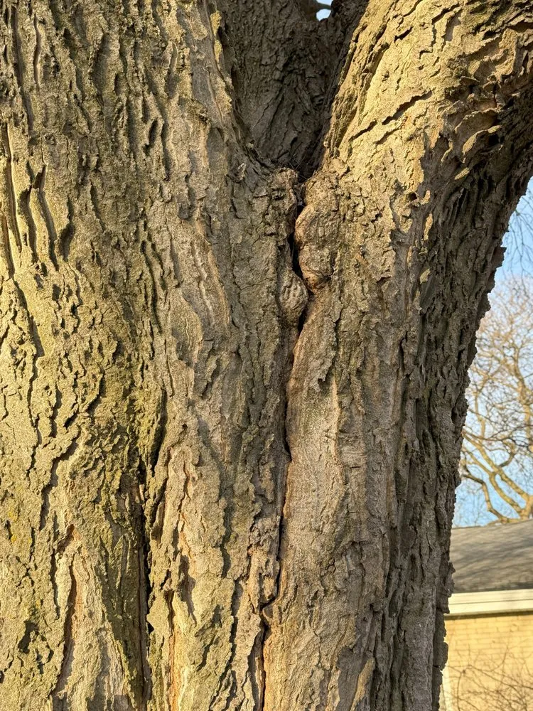 Professional landscape installation experts serving Glendale Heights, IL - M.S landscaping and tree service