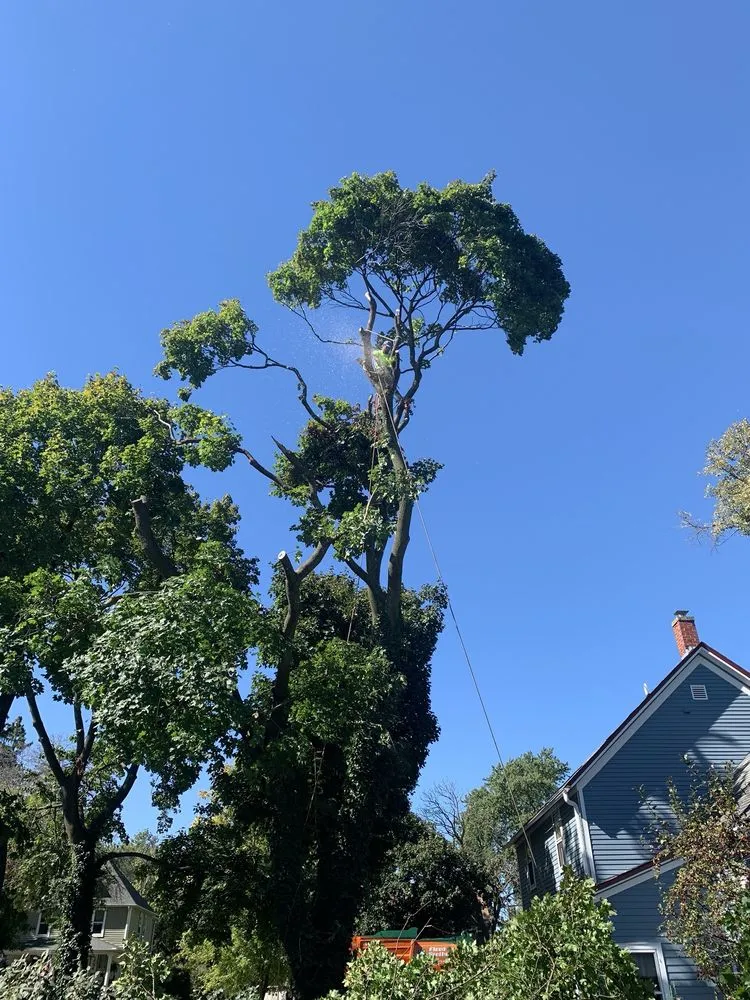 Custom yard cleanup service near you across Glendale Heights, IL - M.S landscaping and tree service