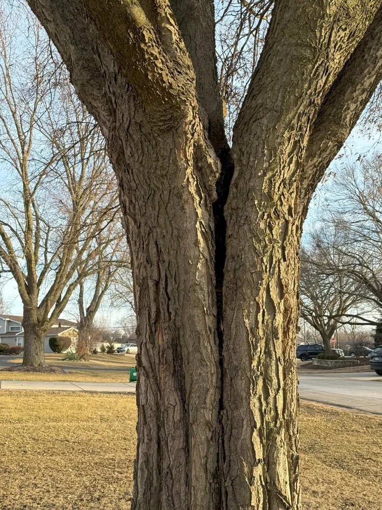 Affordable lawn mowing service experts serving Glendale Heights, IL - M.S landscaping and tree service