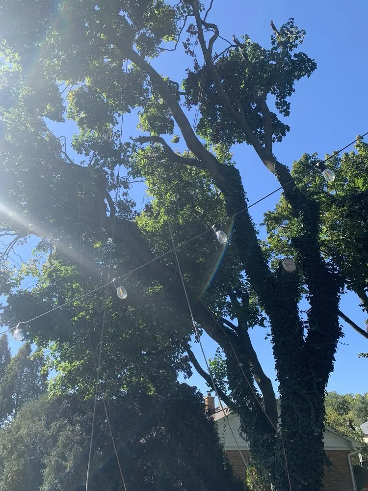 Professional landscape design in Glendale Heights, IL by M.S landscaping and tree service