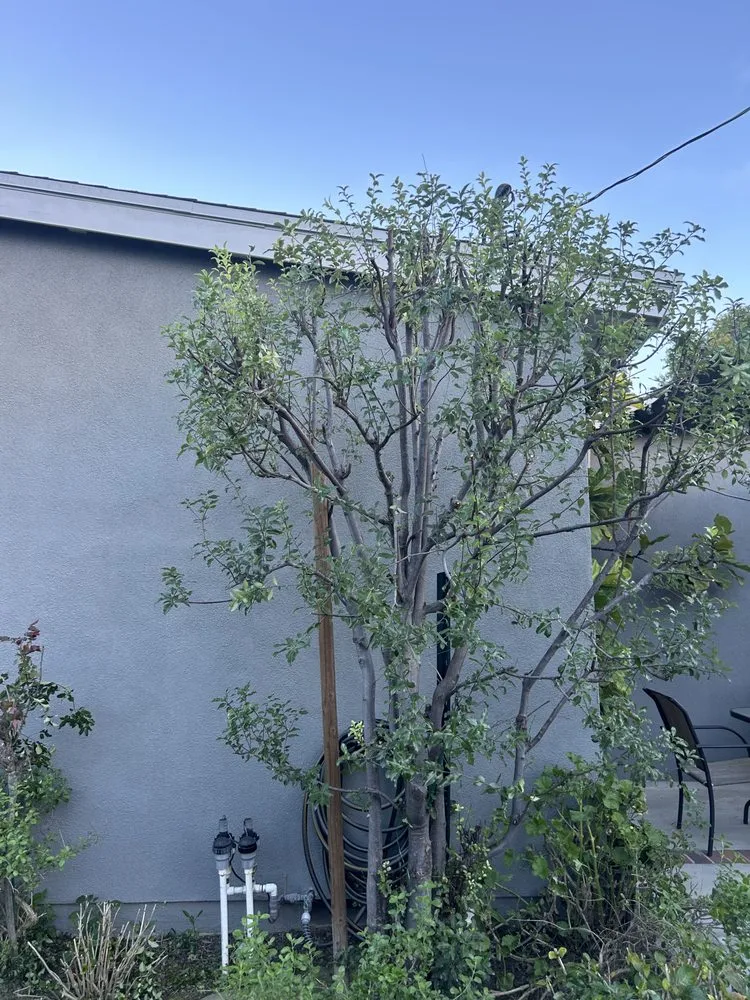 Expert residential landscaping for residential properties across Carson, CA - MS Landscaping