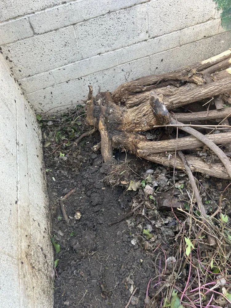 Trusted landscape design experts serving Carson, CA - MS Landscaping