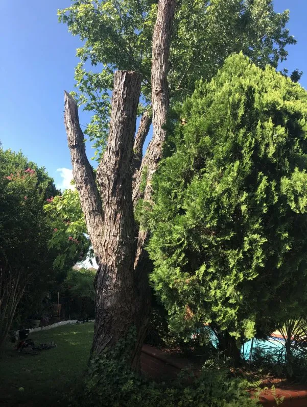 Reliable yard cleanup service experts serving Fort Worth, TX - MS Landscaping