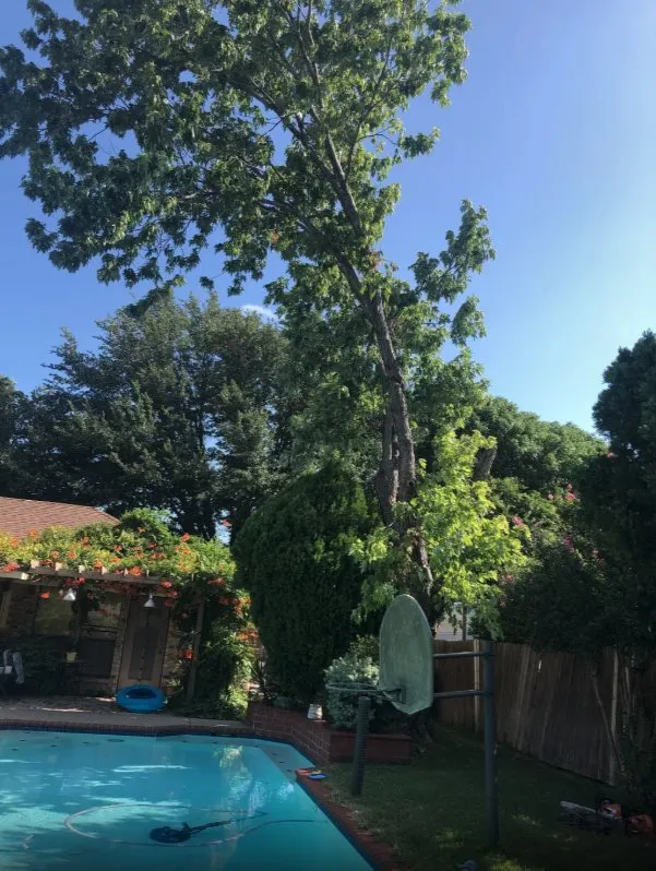 Local residential landscaping experts serving Fort Worth, TX - MS Landscaping