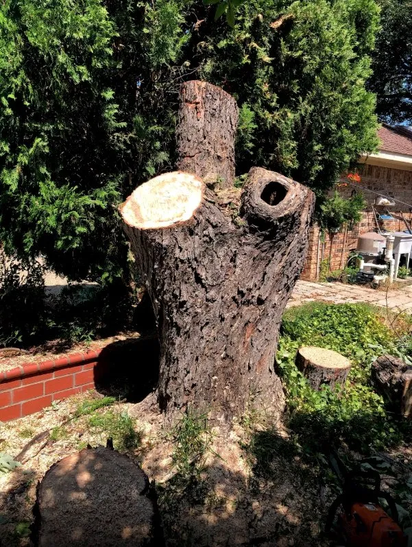 Reliable yard cleanup service with custom design in Fort Worth, TX by MS Landscaping