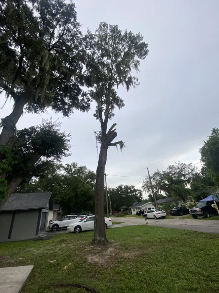 Top-rated landscape installation in Plant City, FL by MS Landscaping of Florida