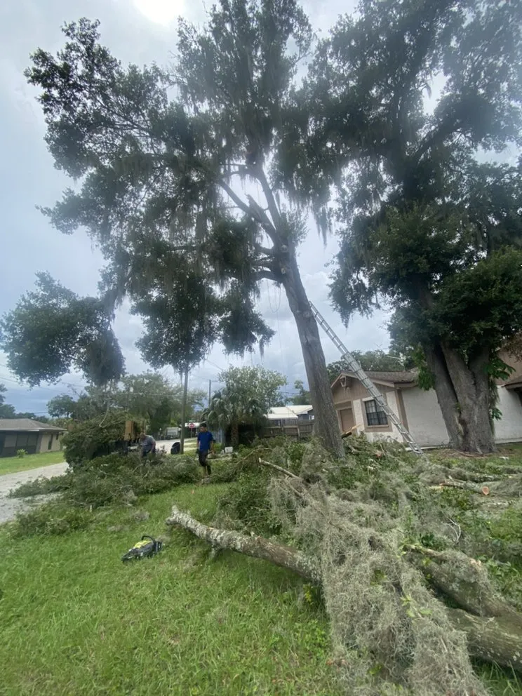 Professional yard maintenance in Plant City, FL - MS Landscaping of Florida