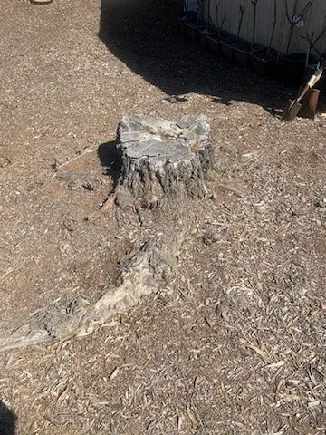 Reliable yard cleanup service in San Diego, CA by MS Landscaping