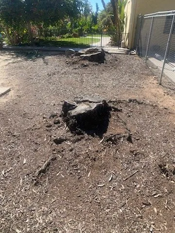 Local yard cleanup service for year-round maintenance in San Diego, CA by MS Landscaping