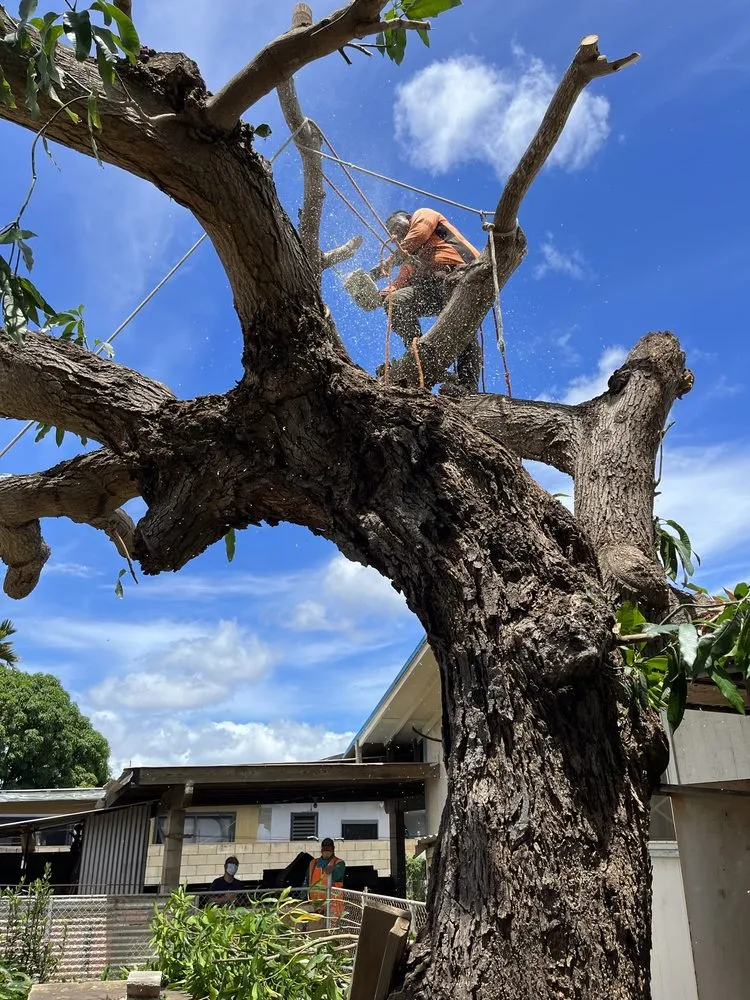 Local lawn mowing service in Waianae, HI by MS Tree & Landscape Services