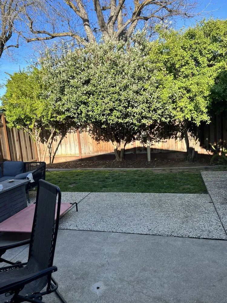 Trusted lawn care service for homes in San Jose, CA by Mscape Design