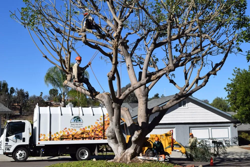 Reliable landscape design for residential properties across Escondido, CA - MSE Landscape Professionals