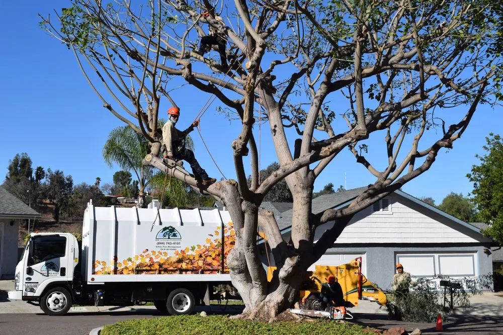 Affordable garden landscaping with custom design in Escondido, CA by MSE Landscape Professionals