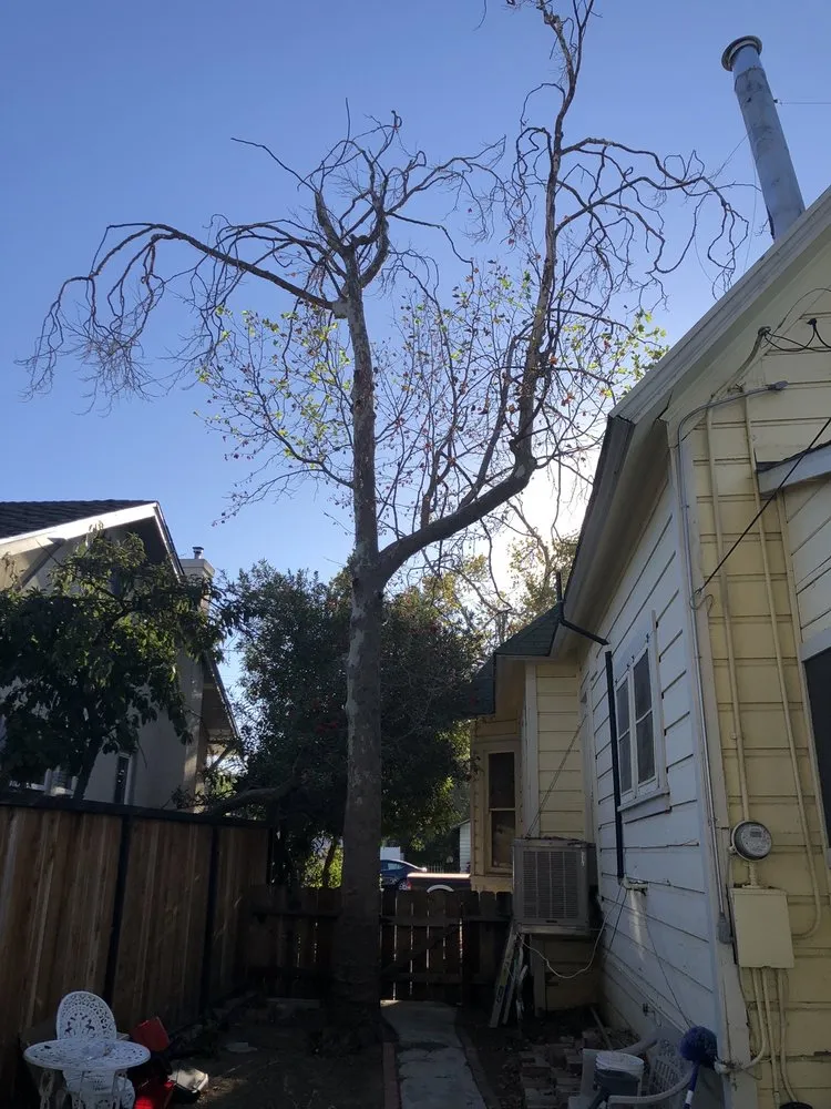 Top-rated landscape design for outdoor upgrades across Brentwood, CA - Mt Diablo Gardening